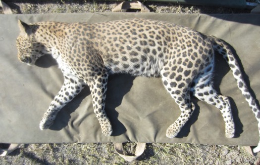 Captured leopard