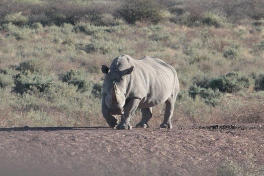 rhino 2012 (1)