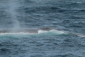 Fin whale (taken by Craig Turner)